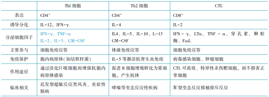 T細胞介導(dǎo)的細胞免疫應(yīng)答