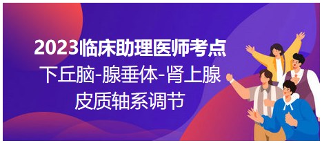 2023臨床助理醫(yī)師考點；下丘腦-腺垂體-腎上腺皮質(zhì)軸系調(diào)節(jié)