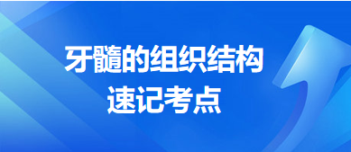 牙髓的組織結構